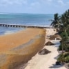 Oceanfront landscape with sargassum ashore
