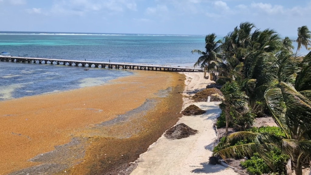Beachfront with sargassum washed up on shoreline