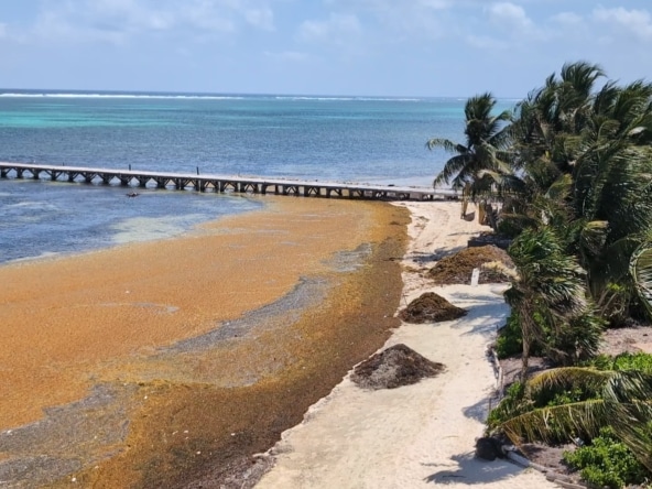 Oceanfront landscape with sargassum ashore