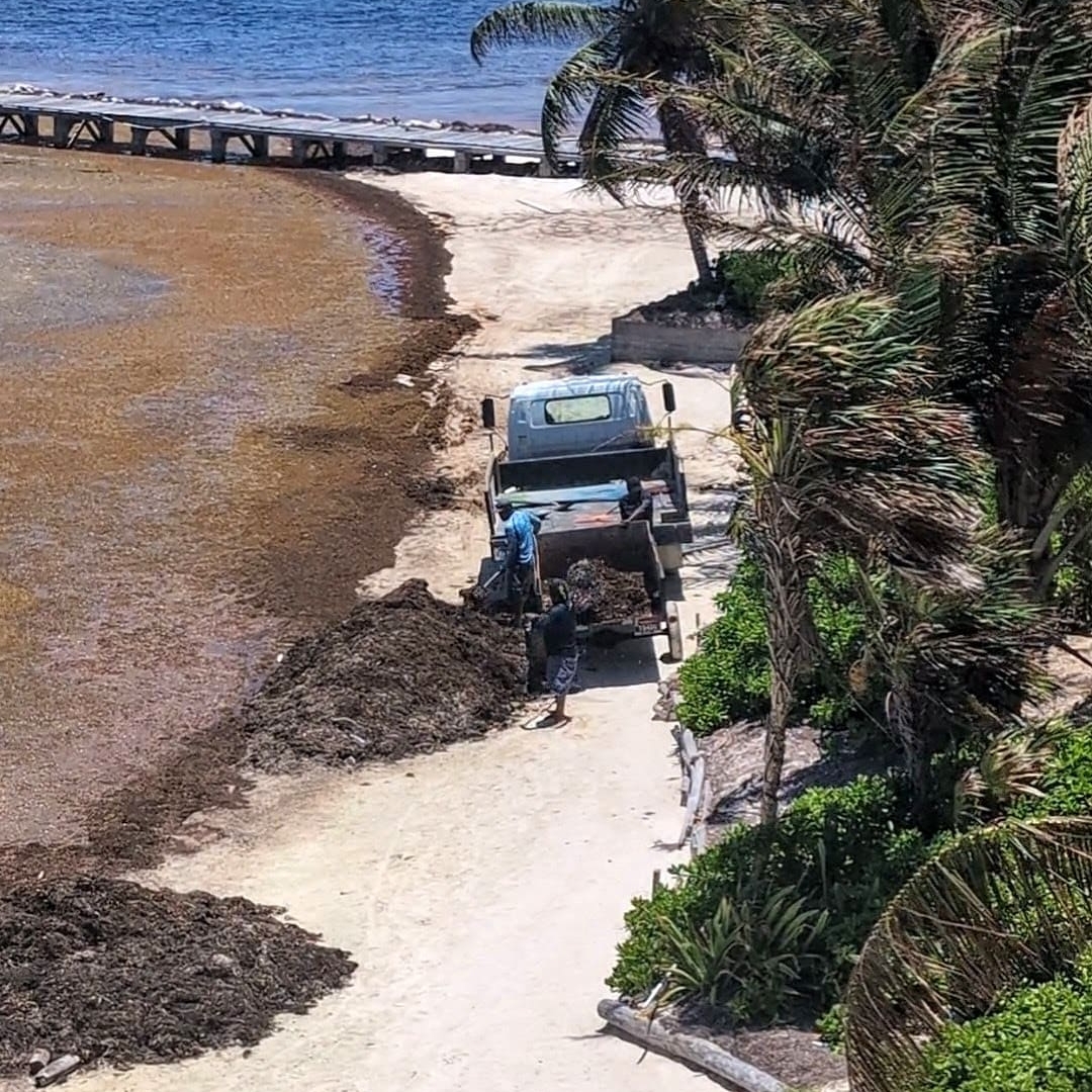 Crews work at raking the sargassum for removal of beachfront