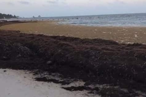 Sargassum piled along the shoreline